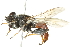  ( - 10BBCDIP-3502)  @13 [ ] CreativeCommons - Attribution (2011) CBG Photography Group Centre for Biodiversity Genomics
