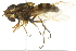  ( - 10BBCDIP-2746)  @13 [ ] CreativeCommons - Attribution (2010) CBG Photography Group Centre for Biodiversity Genomics