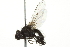  ( - 10BBCDIP-2793)  @14 [ ] CreativeCommons - Attribution (2010) CBG Photography Group Centre for Biodiversity Genomics