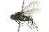  ( - 10BBCDIP-2798)  @13 [ ] CreativeCommons - Attribution (2010) CBG Photography Group Centre for Biodiversity Genomics
