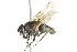  ( - 10BBCDIP-2940)  @13 [ ] CreativeCommons - Attribution (2010) CBG Photography Group Centre for Biodiversity Genomics