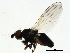  (Chamaemyia geniculata - 09BBEDI-0407)  @14 [ ] CreativeCommons - Attribution (2009) Unspecified Centre for Biodiversity Genomics