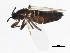  (Thripomorpha hubachecki - 09BBEDI-0639)  @13 [ ] CreativeCommons - Attribution (2010) Unspecified Centre for Biodiversity Genomics
