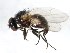  ( - 09BBEDI-0793)  @14 [ ] CreativeCommons - Attribution (2010) Unspecified Centre for Biodiversity Genomics