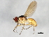  (Coenosia intacta - 09BBEDI-0810)  @14 [ ] CreativeCommons - Attribution (2010) Unspecified Centre for Biodiversity Genomics
