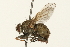  ( - 09BBEDI-0092)  @13 [ ] CreativeCommons - Attribution (2009) Unspecified Centre for Biodiversity Genomics