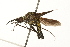  ( - 09BBEDI-0229)  @12 [ ] CreativeCommons - Attribution (2009) Unspecified Centre for Biodiversity Genomics