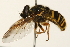  ( - 09BBEDI-0245)  @14 [ ] CreativeCommons - Attribution (2009) Unspecified Centre for Biodiversity Genomics