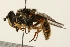  ( - 09BBEDI-0246)  @13 [ ] CreativeCommons - Attribution (2009) Unspecified Centre for Biodiversity Genomics