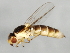  (Epichlorops scaber - 09BBEDI-1163)  @14 [ ] CreativeCommons - Attribution (2010) Unspecified Centre for Biodiversity Genomics
