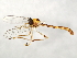  ( - 09BBEDI-1171)  @14 [ ] CreativeCommons - Attribution (2010) Unspecified Centre for Biodiversity Genomics