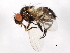  ( - 09BBEDI-1235)  @12 [ ] CreativeCommons - Attribution (2010) Unspecified Centre for Biodiversity Genomics
