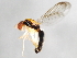  (Chyliza apicalis - 09BBEDI-1242)  @14 [ ] CreativeCommons - Attribution (2010) Unspecified Centre for Biodiversity Genomics