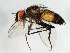  (Clausicella politura - 09BBEDI-1275)  @13 [ ] CreativeCommons - Attribution (2010) Unspecified Centre for Biodiversity Genomics