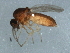  (Forcipomyia sp. 6ES - 09BBEDI-1329)  @12 [ ] CreativeCommons - Attribution (2010) Unspecified Centre for Biodiversity Genomics