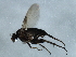  ( - 09BBEDI-1361)  @13 [ ] CreativeCommons - Attribution (2010) Unspecified Centre for Biodiversity Genomics