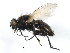  ( - 09BBEDI-1433)  @11 [ ] CreativeCommons - Attribution (2010) Unspecified Centre for Biodiversity Genomics