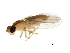  (Anthomyza dichroa - 09BBEDI-1451)  @13 [ ] CreativeCommons - Attribution (2010) Unspecified Centre for Biodiversity Genomics