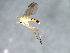  ( - 09BBEDI-1458)  @13 [ ] CreativeCommons - Attribution (2010) Unspecified Centre for Biodiversity Genomics