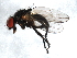  ( - 09BBEDI-1498)  @14 [ ] CreativeCommons - Attribution (2010) Unspecified Centre for Biodiversity Genomics