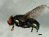  ( - 09BBEDI-1694)  @12 [ ] CreativeCommons - Attribution (2010) Unspecified Centre for Biodiversity Genomics