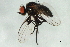 (Melanagromyza sarraceniaX - 09BBEDI-1700)  @14 [ ] CreativeCommons - Attribution (2010) Unspecified Centre for Biodiversity Genomics