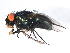  ( - 09BBEDI-1730)  @13 [ ] CreativeCommons - Attribution (2010) Unspecified Centre for Biodiversity Genomics