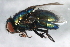  ( - 09BBEDI-1888)  @12 [ ] CreativeCommons - Attribution (2010) Unspecified Centre for Biodiversity Genomics