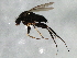  ( - 09BBEDI-1900)  @13 [ ] CreativeCommons - Attribution (2010) Unspecified Centre for Biodiversity Genomics