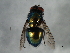  ( - 09BBEDI-1907)  @12 [ ] CreativeCommons - Attribution (2010) Unspecified Centre for Biodiversity Genomics