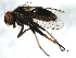  ( - 09BBEDI-1929)  @13 [ ] CreativeCommons - Attribution (2010) Unspecified Centre for Biodiversity Genomics