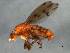  ( - 09BBEDI-1931)  @12 [ ] CreativeCommons - Attribution (2010) Unspecified Centre for Biodiversity Genomics