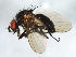  ( - 09BBEDI-1960)  @13 [ ] CreativeCommons - Attribution (2010) Unspecified Centre for Biodiversity Genomics