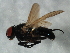  ( - 09BBEDI-1540)  @13 [ ] CreativeCommons - Attribution (2010) Unspecified Centre for Biodiversity Genomics