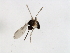  ( - 09BBEDI-1613)  @13 [ ] CreativeCommons - Attribution (2010) Unspecified Centre for Biodiversity Genomics