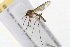  ( - 09BBEDI-1089)  @14 [ ] CreativeCommons - Attribution (2010) Unspecified Centre for Biodiversity Genomics