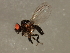  ( - 09BBEDI-2076)  @13 [ ] CreativeCommons - Attribution (2010) Unspecified Centre for Biodiversity Genomics