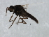  ( - 09BBEDI-2141)  @12 [ ] CreativeCommons - Attribution (2010) Unspecified Centre for Biodiversity Genomics