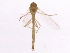  ( - 09BBEDI-2181)  @13 [ ] CreativeCommons - Attribution (2010) CBG Photography Group Centre for Biodiversity Genomics