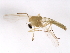  ( - 09BBEDI-2201)  @13 [ ] CreativeCommons - Attribution (2010) CBG Photography Group Centre for Biodiversity Genomics