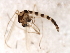  ( - 09BBEDI-2268)  @12 [ ] CreativeCommons - Attribution (2010) CBG Photography Group Centre for Biodiversity Genomics