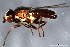  ( - 09BBEDI-2440)  @13 [ ] CreativeCommons - Attribution (2010) CBG Photography Group Centre for Biodiversity Genomics