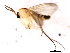  (Allocotocera - 09BBEDI-2929)  @13 [ ] CreativeCommons - Attribution (2010) CBG Photography Group Centre for Biodiversity Genomics