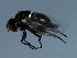  ( - 09BBEDI-2534)  @12 [ ] CreativeCommons - Attribution (2010) CBG Photography Group Centre for Biodiversity Genomics