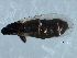  ( - 09BBEDI-2341)  @12 [ ] CreativeCommons - Attribution (2010) CBG Photography Group Centre for Biodiversity Genomics