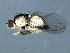  ( - 09BBEDI-2384)  @12 [ ] CreativeCommons - Attribution (2010) CBG Photography Group Centre for Biodiversity Genomics