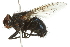 ( - 09BBEDI-2744)  @14 [ ] CreativeCommons - Attribution (2010) CBG Photography Group Centre for Biodiversity Genomics
