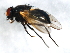  ( - 09BBEDI-1990)  @12 [ ] CreativeCommons - Attribution (2010) Unspecified Centre for Biodiversity Genomics