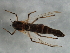  (Chironomus atrella - 09BBEDI-2043)  @13 [ ] CreativeCommons - Attribution (2010) Unspecified Centre for Biodiversity Genomics