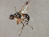  ( - 08BBDIP-2228)  @12 [ ] CreativeCommons - Attribution (2009) Unspecified Centre for Biodiversity Genomics